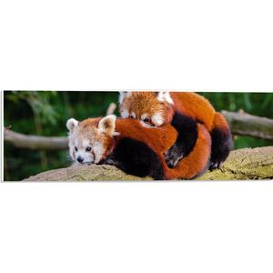 WallClassics - PVC Schuimplaat- Knuffelende Rode Panda's - 60x20 cm Foto op PVC Schuimplaat