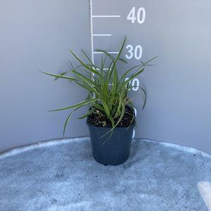 Plants Online - Tuinplanten - Siergrassen - Set van 1 - Carex morrowii 'Ice Dance' - 2 liter pot - Plant