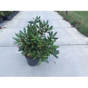 Plants Online - Tuinplanten - Heesters - Set van 1 - Rhododendron 'Nova Zembla' - 10 liter pot - Plant 60-80 cm