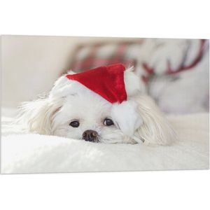 WallClassics - Vlag - Wit Hondje met Kerstmutsje op - 90x60 cm Foto op Polyester Vlag