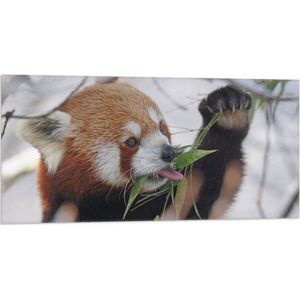 WallClassics - Vlag - Kleine Panda Etend aan Blaadje - 100x50 cm Foto op Polyester Vlag