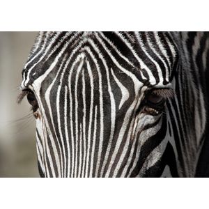 Dibond - Dieren - Wildlife / Zebra in wit / zwart  - 80 x 120 cm.