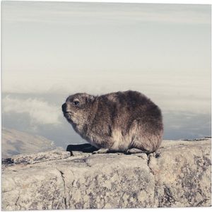 WallClassics - Vlag - Marmot op de Muur - 50x50 cm Foto op Polyester Vlag