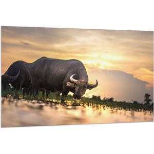 WallClassics - Vlag - Stier in het Wild - 150x100 cm Foto op Polyester Vlag