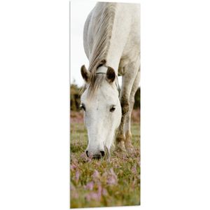 WallClassics - Vlag - Wit Paard in de Wei - 40x120 cm Foto op Polyester Vlag