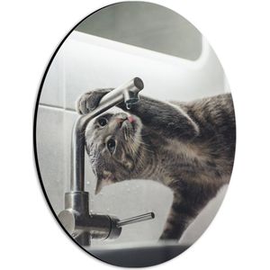 WallClassics - Dibond Ovaal - Grijze Kat drinkend uit Kraan - 21x28 cm Foto op Ovaal (Met Ophangsysteem)