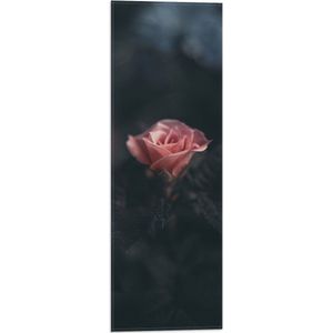 WallClassics - Vlag - Donkere Roos - 20x60 cm Foto op Polyester Vlag