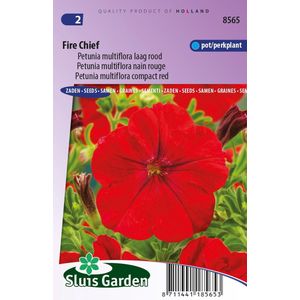 Sluis Garden - Petunia Fire Chief