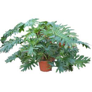 Philodendron Bipinnatifidum Cum Laude - 160 cm - ø55