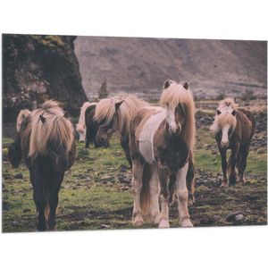 WallClassics - Vlag - Kudde Friese Paarden - 100x75 cm Foto op Polyester Vlag