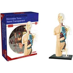 Anatomie Model - Anatomisch Model - Anotomie Torso