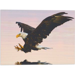 WallClassics - Vlag - Roofvogel landend in het Water - Amerikaanse Zeearend - 40x30 cm Foto op Polyester Vlag