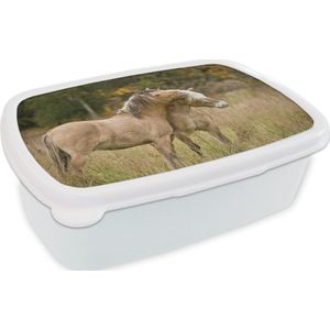 Broodtrommel Wit - Lunchbox - Brooddoos - Twee knuffelende fjord paarden in de herfst - 18x12x6 cm - Volwassenen