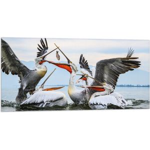WallClassics - Vlag - Pelikanen Vechten om een Vis - 100x50 cm Foto op Polyester Vlag