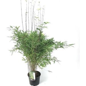 Sierbamboe / Japanse bamboe - Fargesia nitida 'Gansu' 60-80 cm