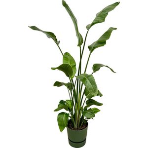 Trendyplants - Strelitzia Nicolai inclusief elho Greenville Round groen - 170 cm - Ø30cm