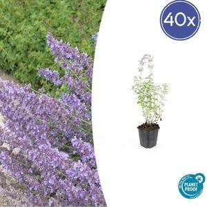 40 Stuks Kattenkruid / Nepeta 'Walker's Low', Sierlijke Aromatische, Kleur Bloem paars/blauw Ø9cm - 10-25cm