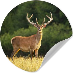 Behangcirkel - Behangsticker - Hert - Natuur - Weide - Bos - Natuur - Zelfklevend behang - 140x140 cm - Behang zelfklevend - Cirkel behang