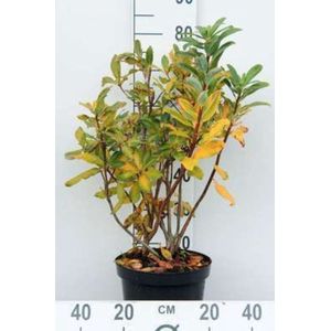 Azalea Knaphill - Azalea wit 60 - 80 cm in pot