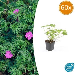 Tuinplantenshop.com | Geranium 'Tiny Monster' | 60 stuks - Ø9cm - 10-25cm hoog - Tuinplant