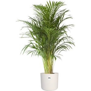 The Green Corner - Areca palm (groot) in ELHO sierpot (wit) - Hoogte 125cm - Diameter 24cm
