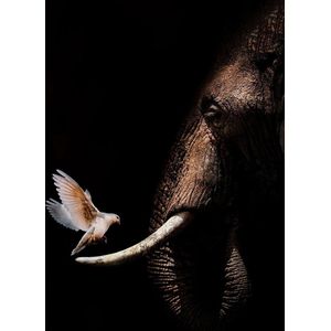 Olifant met duif op Aluminium - WallCatcher | Staand 40 x 60 cm | Elephant with Pigeon