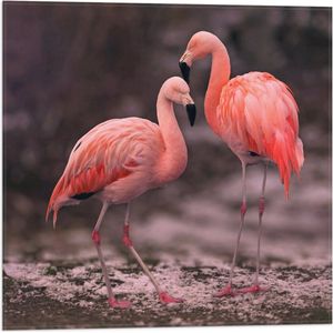 WallClassics - Vlag - Roze Flamingos - 50x50 cm Foto op Polyester Vlag