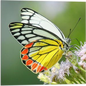 WallClassics - Vlag - Vlinder met Meerkleurige Vleugels op Roze Bloemetjes - 50x50 cm Foto op Polyester Vlag