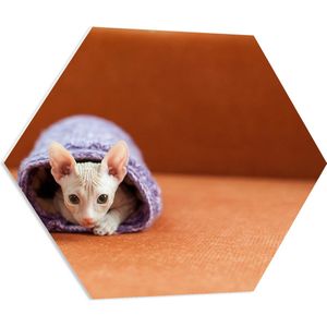 WallClassics - PVC Schuimplaat Hexagon - Naakte Kitten in Paars Dekentje Gerold - 80x69.6 cm Foto op Hexagon (Met Ophangsysteem)