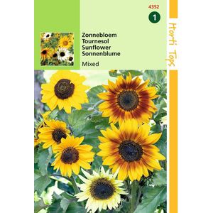 2 stuks - Hortitops - Helianthus cucumerifolius gemengd