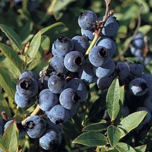 Blauwe bosbes - Vaccinium corymbosum - 40-50 cm