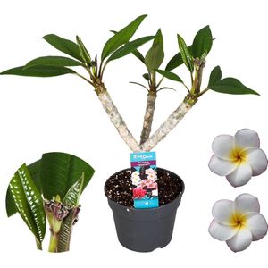 Plant in a Box - Plumeria Frangipani Hawaii - Wit - Tropische kamerplant - Sterk geurende bloemen - Pot 17cm - Hoogte 55-70cm