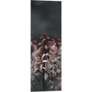 WallClassics - Vlag - Clos-up van Tak van Vuurwerkplant - 30x90 cm Foto op Polyester Vlag
