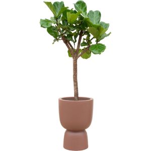 ficus-lyrata-boom-inclusief-elho-pure-coupe