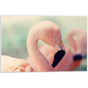WallClassics - PVC Schuimplaat - Hoofd van een Roze Flamingo - 60x40 cm Foto op PVC Schuimplaat (Met Ophangsysteem)