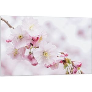 WallClassics - Vlag - Roze Cherry Bloemen - 105x70 cm Foto op Polyester Vlag
