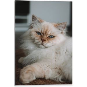 WallClassics - PVC Schuimplaat - Liggende Bruine Kat met Blauwe ogen - Himalaya Kat - 40x60 cm Foto op PVC Schuimplaat (Met Ophangsysteem)