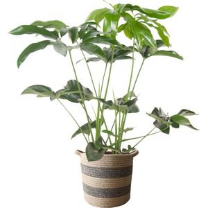 The Green Corner - Philodendron Green Wonder in mand ""Flores"" - Hoogte 100cm - Diameter 26cm