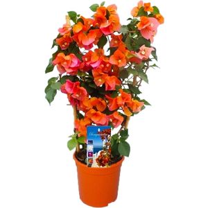 Plant in a Box - Bougainvillea 'Dania' - Bougainvillea op Rek - Oranje bloemen - Klimplant - Tuinplant - Pot 17cm - Hoogte 50-60cm