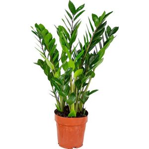 Zamioculcas - Emerald Palm - Kamerplant - Makkelijke plant voor binnen - ⌀17 cm - 60 cm