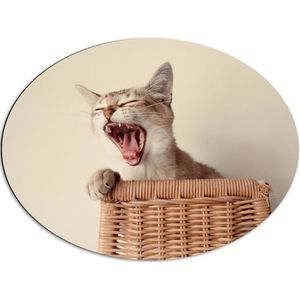 WallClassics - Dibond Ovaal - Gapende Kitten in Rieten Mand - 80x60 cm Foto op Ovaal (Met Ophangsysteem)