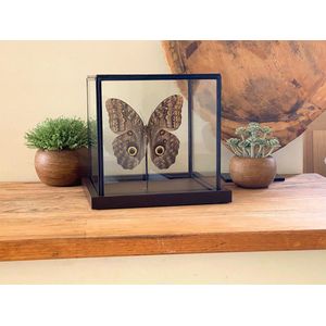 Glazen vitrine met opgezette vlinder "" Caligo Brasiliensis "" - taxidermie - entomologie - stolp