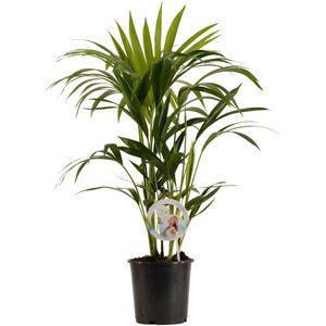 Kentia Palm - Hoogte 80cm - Pot 19cm