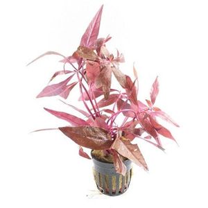 Moerings Alternanthera Sessilis | Koperkleurig papegaaienblad | in 5 cm pot