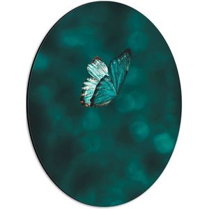 WallClassics - Dibond Ovaal - Blauw Vlindertje  - 30x40 cm Foto op Ovaal (Met Ophangsysteem)