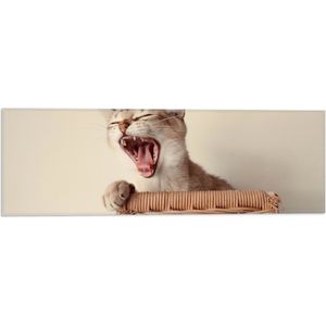 WallClassics - Vlag - Gapende Kitten in Rieten Mand - 60x20 cm Foto op Polyester Vlag