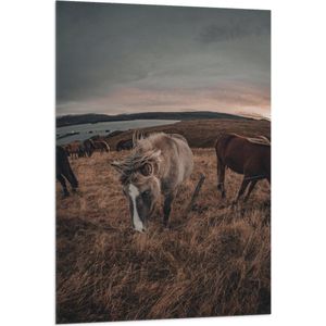 WallClassics - Vlag - Paarden op een Heuvel - 80x120 cm Foto op Polyester Vlag