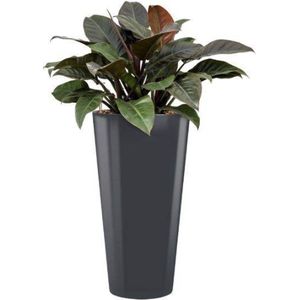 Philodendron Imperial Red in Runner rond antraciet | Philodendron