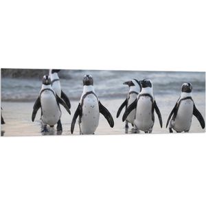 WallClassics - Vlag - Waggelende Pinguïns op het Strand - 150x50 cm Foto op Polyester Vlag