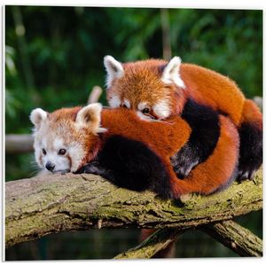 WallClassics - PVC Schuimplaat- Knuffelende Rode Panda's - 50x50 cm Foto op PVC Schuimplaat